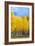 Colorado Color II-Douglas Taylor-Framed Photographic Print