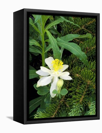 Colorado Columbine & Engelmann Spruce Needles, Wasatch-Cache National Forest, Utah, USA-Scott T^ Smith-Framed Premier Image Canvas