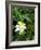 Colorado Columbine & Engelmann Spruce Needles, Wasatch-Cache National Forest, Utah, USA-Scott T^ Smith-Framed Photographic Print