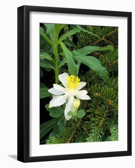 Colorado Columbine & Engelmann Spruce Needles, Wasatch-Cache National Forest, Utah, USA-Scott T^ Smith-Framed Photographic Print