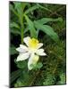 Colorado Columbine & Engelmann Spruce Needles, Wasatch-Cache National Forest, Utah, USA-Scott T^ Smith-Mounted Photographic Print