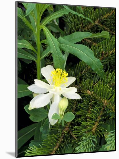 Colorado Columbine & Engelmann Spruce Needles, Wasatch-Cache National Forest, Utah, USA-Scott T^ Smith-Mounted Photographic Print