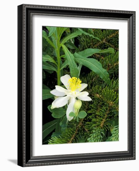 Colorado Columbine & Engelmann Spruce Needles, Wasatch-Cache National Forest, Utah, USA-Scott T^ Smith-Framed Photographic Print