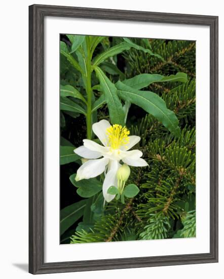 Colorado Columbine & Engelmann Spruce Needles, Wasatch-Cache National Forest, Utah, USA-Scott T^ Smith-Framed Photographic Print