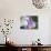 Colorado Columbine Flower, Colorado, USA-Julie Eggers-Photographic Print displayed on a wall