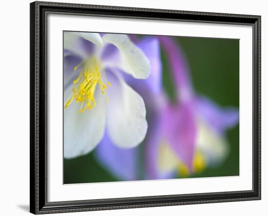 Colorado Columbine Flower, Colorado, USA-Julie Eggers-Framed Photographic Print