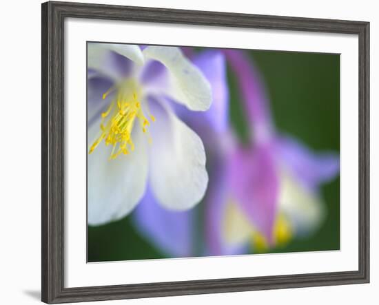 Colorado Columbine Flower, Colorado, USA-Julie Eggers-Framed Photographic Print