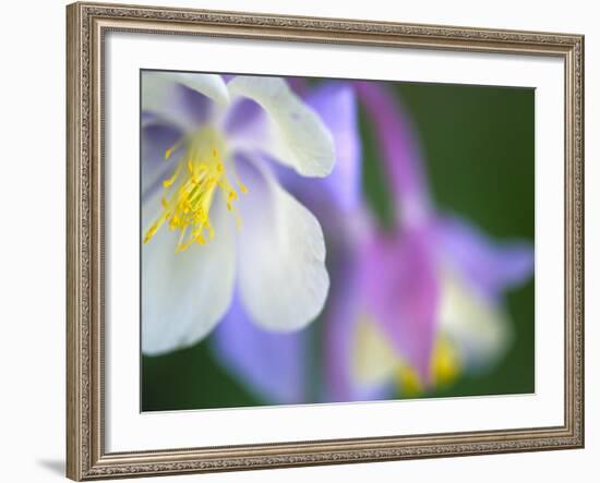 Colorado Columbine Flower, Colorado, USA-Julie Eggers-Framed Photographic Print