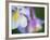 Colorado Columbine Flower, Colorado, USA-Julie Eggers-Framed Photographic Print