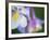 Colorado Columbine Flower, Colorado, USA-Julie Eggers-Framed Photographic Print