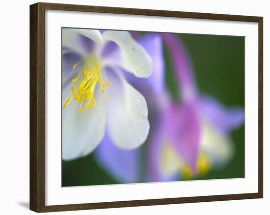 Colorado Columbine Flower, Colorado, USA-Julie Eggers-Framed Photographic Print