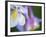 Colorado Columbine Flower, Colorado, USA-Julie Eggers-Framed Photographic Print