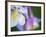 Colorado Columbine Flower, Colorado, USA-Julie Eggers-Framed Photographic Print