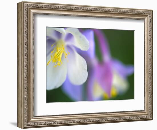 Colorado Columbine Flower, Colorado, USA-Julie Eggers-Framed Photographic Print