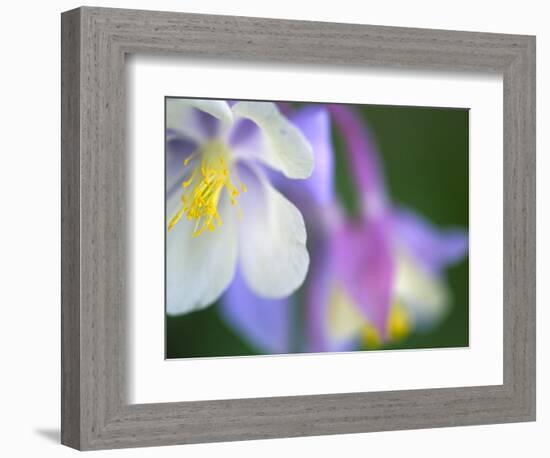 Colorado Columbine Flower, Colorado, USA-Julie Eggers-Framed Photographic Print