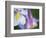 Colorado Columbine Flower, Colorado, USA-Julie Eggers-Framed Photographic Print