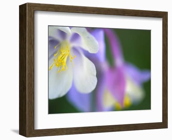 Colorado Columbine Flower, Colorado, USA-Julie Eggers-Framed Photographic Print