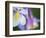 Colorado Columbine Flower, Colorado, USA-Julie Eggers-Framed Photographic Print