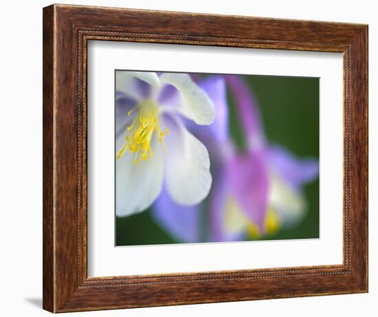 Colorado Columbine Flower, Colorado, USA-Julie Eggers-Framed Photographic Print