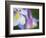 Colorado Columbine Flower, Colorado, USA-Julie Eggers-Framed Photographic Print