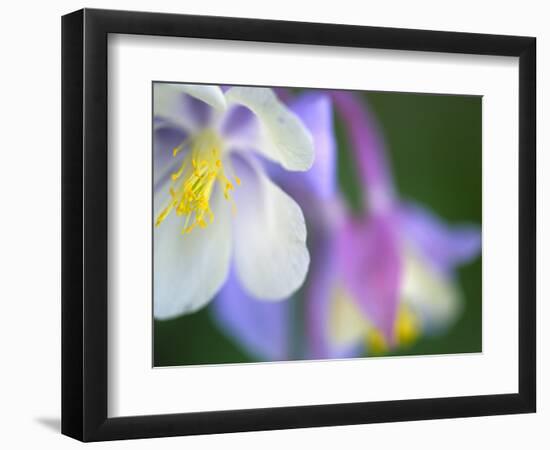 Colorado Columbine Flower, Colorado, USA-Julie Eggers-Framed Photographic Print