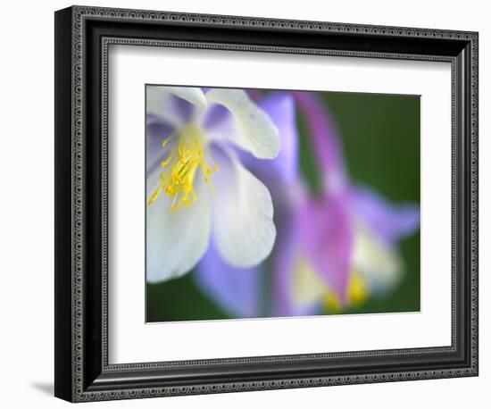 Colorado Columbine Flower, Colorado, USA-Julie Eggers-Framed Photographic Print