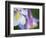 Colorado Columbine Flower, Colorado, USA-Julie Eggers-Framed Photographic Print