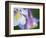 Colorado Columbine Flower, Colorado, USA-Julie Eggers-Framed Photographic Print