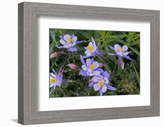 Colorado Columbine from Gothic Road, Crested Butte, Colorado-Howie Garber-Framed Photographic Print