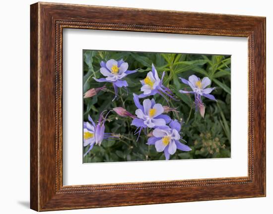 Colorado Columbine from Gothic Road, Crested Butte, Colorado-Howie Garber-Framed Photographic Print