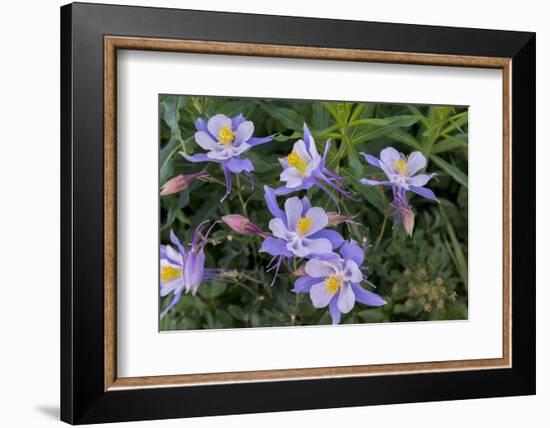 Colorado Columbine from Gothic Road, Crested Butte, Colorado-Howie Garber-Framed Photographic Print