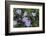 Colorado Columbine from Gothic Road, Crested Butte, Colorado-Howie Garber-Framed Photographic Print