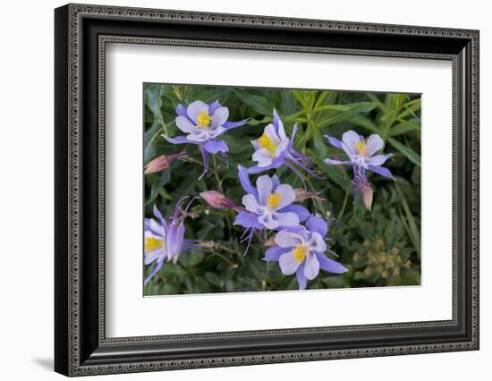 Colorado Columbine from Gothic Road, Crested Butte, Colorado-Howie Garber-Framed Photographic Print