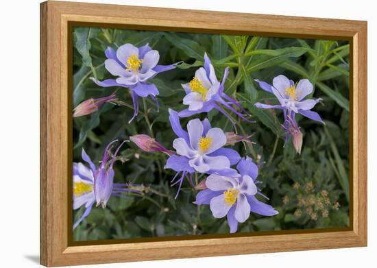 Colorado Columbine from Gothic Road, Crested Butte, Colorado-Howie Garber-Framed Premier Image Canvas