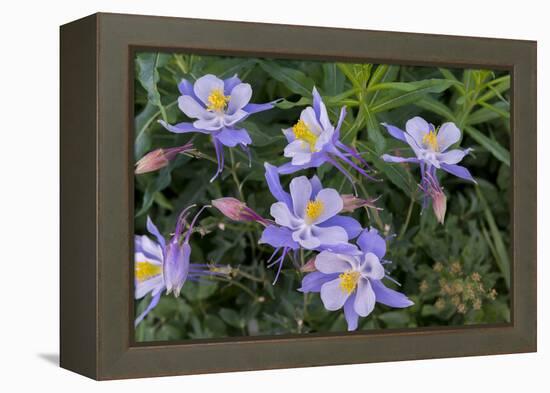 Colorado Columbine from Gothic Road, Crested Butte, Colorado-Howie Garber-Framed Premier Image Canvas