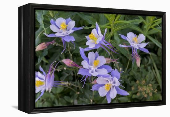 Colorado Columbine from Gothic Road, Crested Butte, Colorado-Howie Garber-Framed Premier Image Canvas
