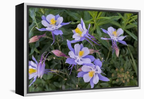 Colorado Columbine from Gothic Road, Crested Butte, Colorado-Howie Garber-Framed Premier Image Canvas