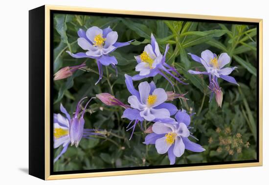 Colorado Columbine from Gothic Road, Crested Butte, Colorado-Howie Garber-Framed Premier Image Canvas