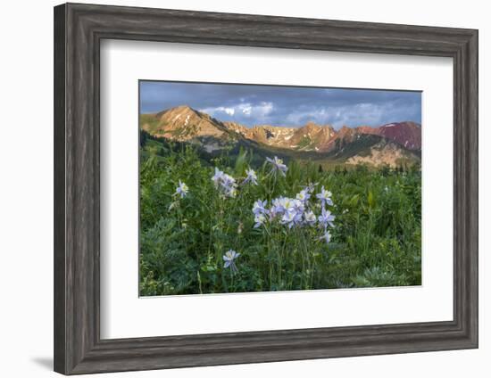 Colorado Columbine from Gothic Road, Crested Butte, Colorado-Howie Garber-Framed Photographic Print