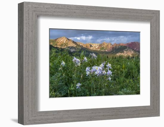 Colorado Columbine from Gothic Road, Crested Butte, Colorado-Howie Garber-Framed Photographic Print