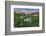 Colorado Columbine from Gothic Road, Crested Butte, Colorado-Howie Garber-Framed Photographic Print