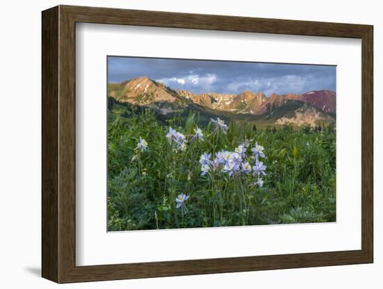 Colorado Columbine from Gothic Road, Crested Butte, Colorado-Howie Garber-Framed Photographic Print