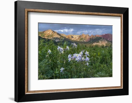 Colorado Columbine from Gothic Road, Crested Butte, Colorado-Howie Garber-Framed Photographic Print