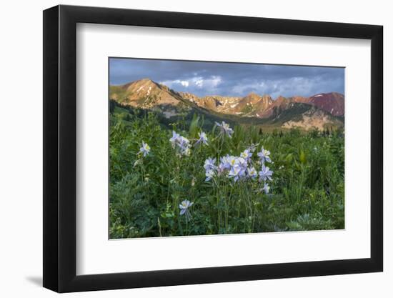 Colorado Columbine from Gothic Road, Crested Butte, Colorado-Howie Garber-Framed Photographic Print