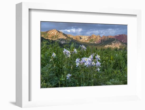 Colorado Columbine from Gothic Road, Crested Butte, Colorado-Howie Garber-Framed Photographic Print