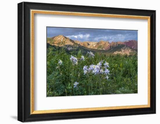 Colorado Columbine from Gothic Road, Crested Butte, Colorado-Howie Garber-Framed Photographic Print