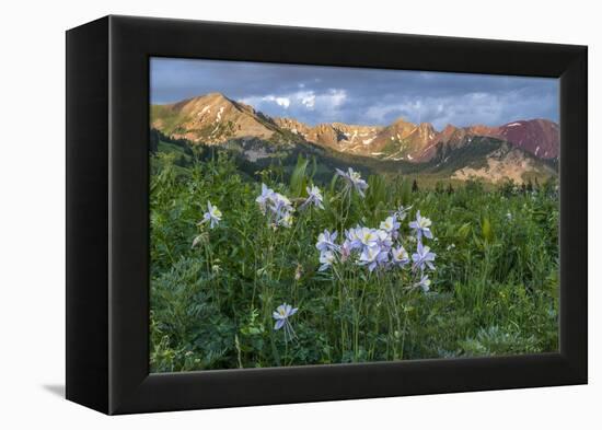 Colorado Columbine from Gothic Road, Crested Butte, Colorado-Howie Garber-Framed Premier Image Canvas