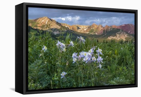 Colorado Columbine from Gothic Road, Crested Butte, Colorado-Howie Garber-Framed Premier Image Canvas