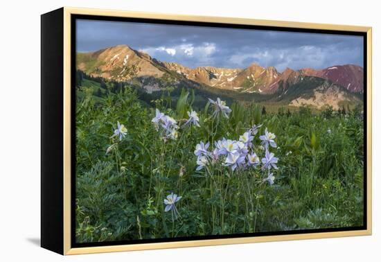 Colorado Columbine from Gothic Road, Crested Butte, Colorado-Howie Garber-Framed Premier Image Canvas