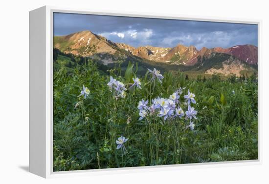 Colorado Columbine from Gothic Road, Crested Butte, Colorado-Howie Garber-Framed Premier Image Canvas